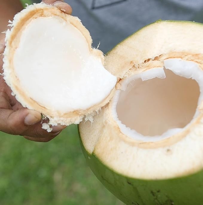 Fractionated Coconut Oil - Sourced Directly from our Farm Partner in the Philippines - Carrier Oil for Diluting Essential Oils, Body, Hair, and Skin Moisturizer - (4Gallons)